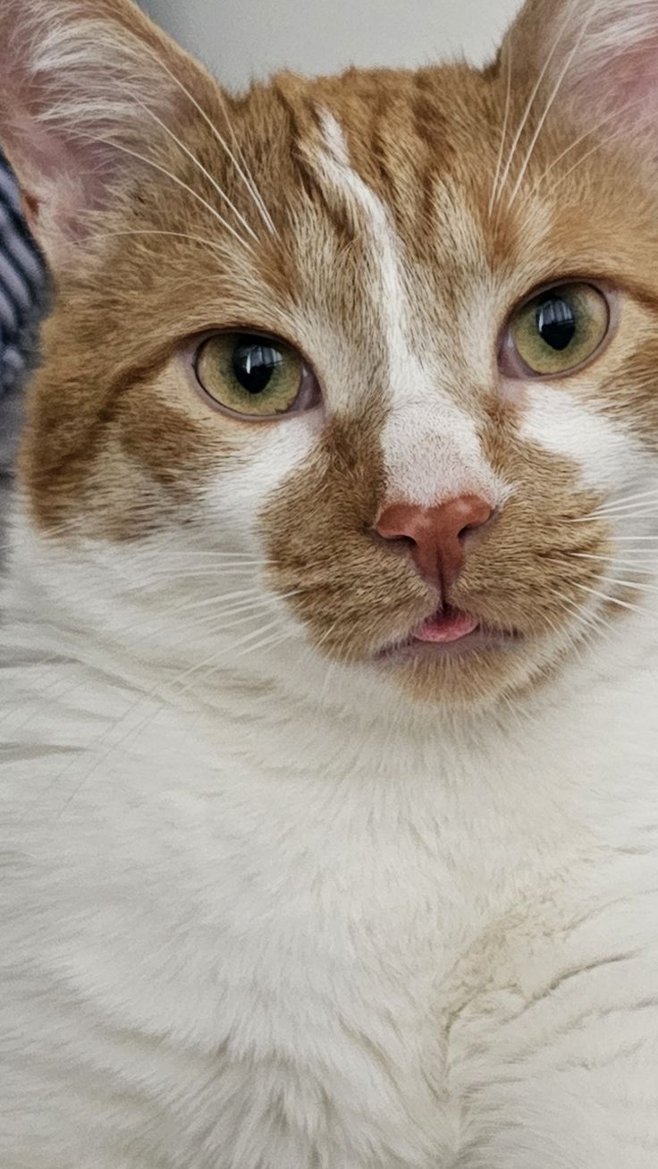 要是看到主子的鬍鬚掉在地上，記得把「好運」撿起來喔！