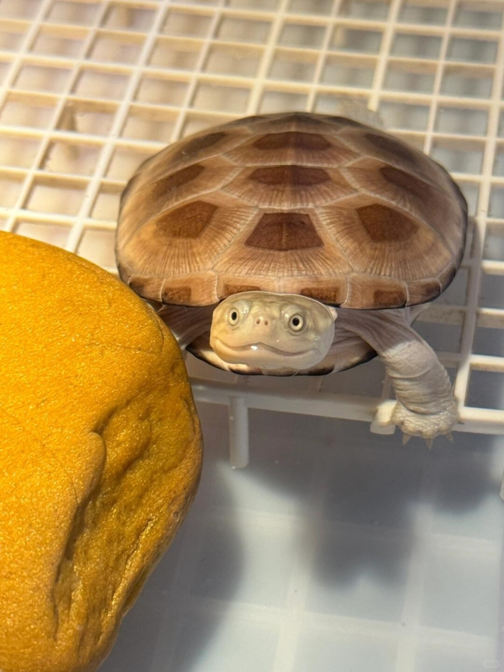 要怎麼知道龜龜在家是真的開心呢？