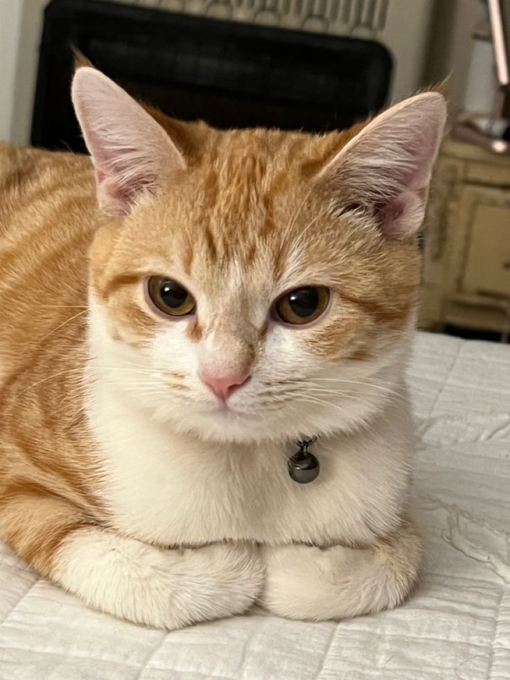 INFJ類型的貓咪彷彿自帶療癒光環。