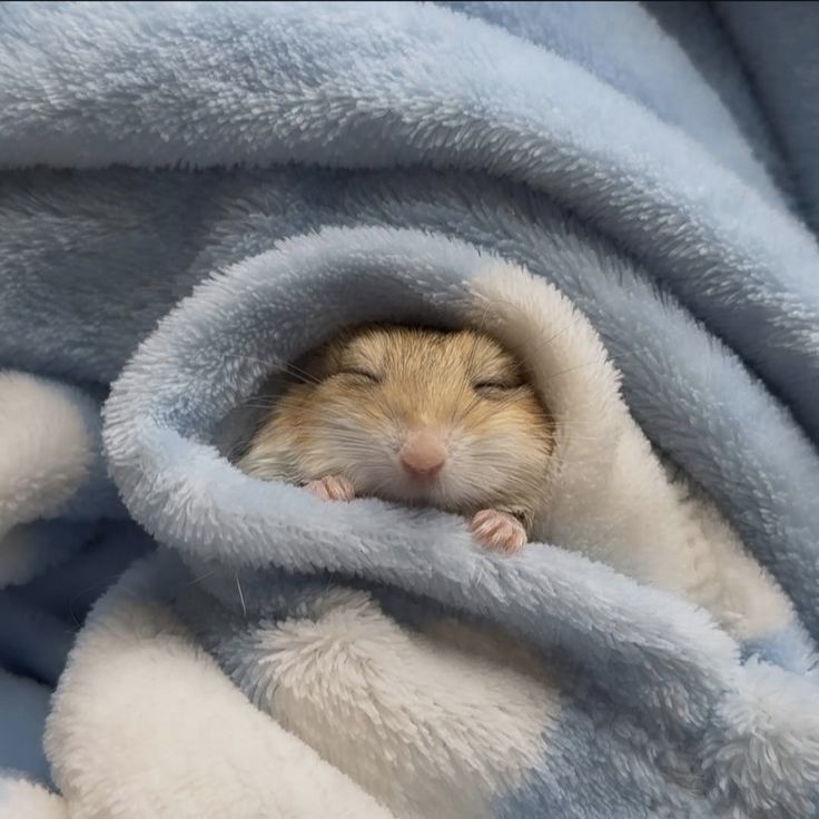 有些倉鼠在氣溫驟降時，會進入「假性冬眠」狀態。