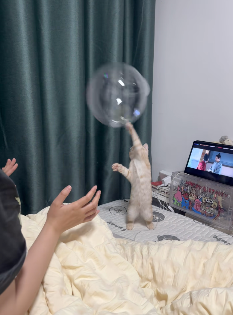 貓咪小爪一拍！