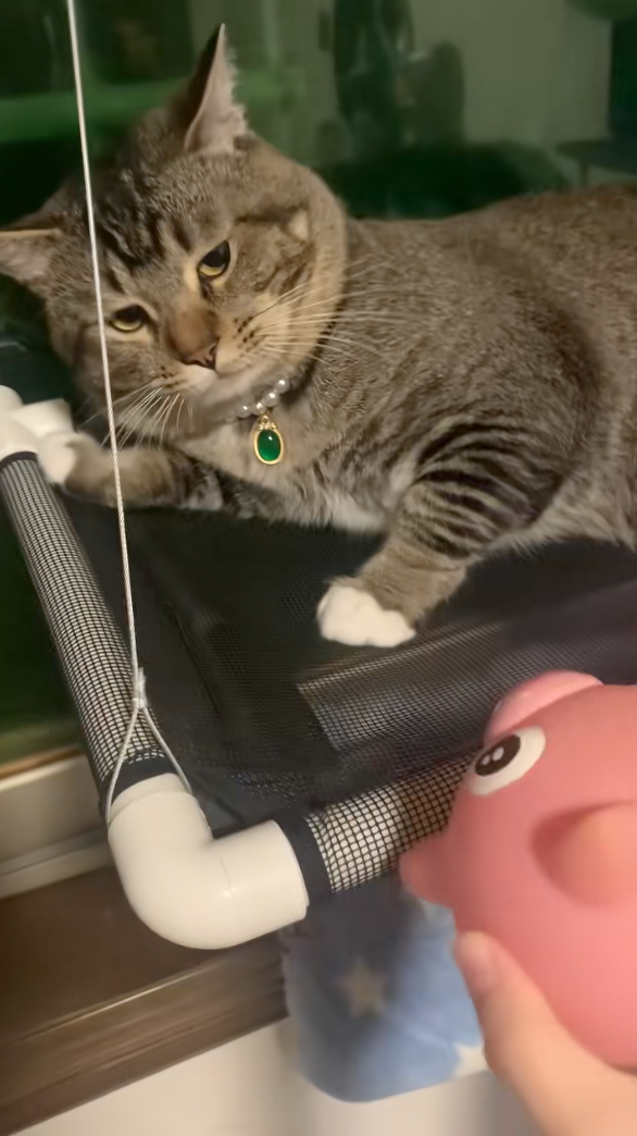 貓咪：你煩不煩囉！