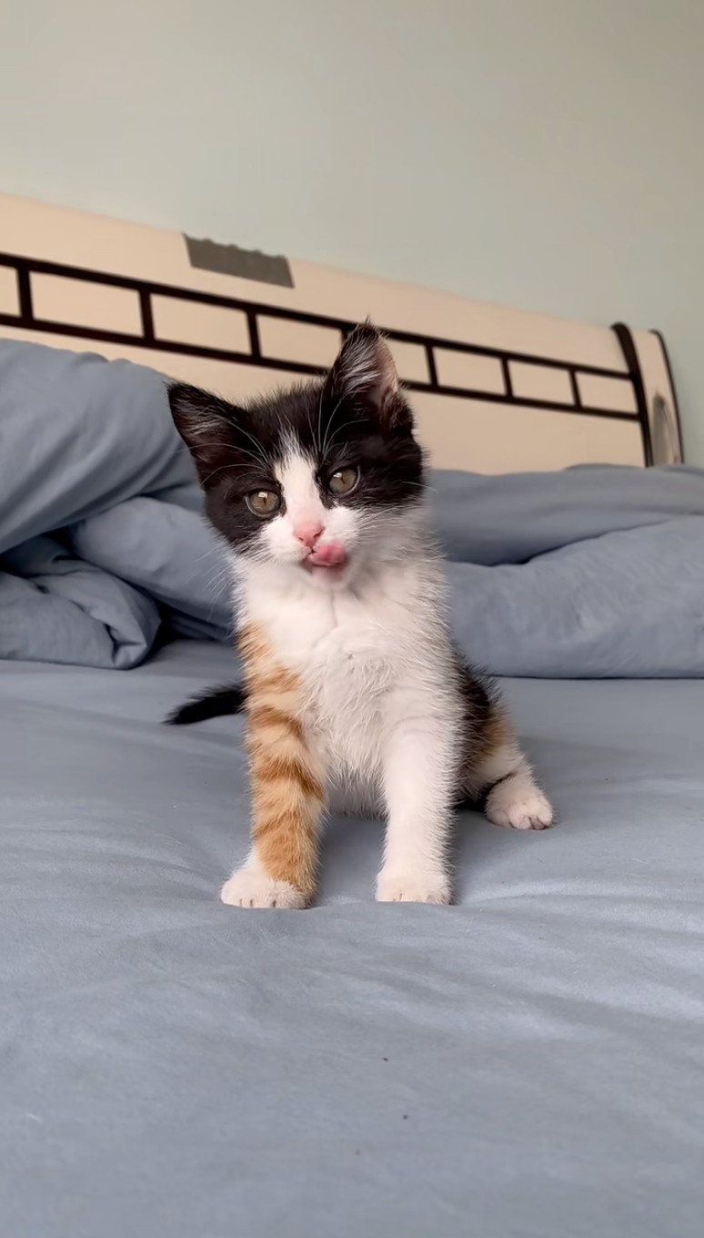 原來是嵌合體貓咪！