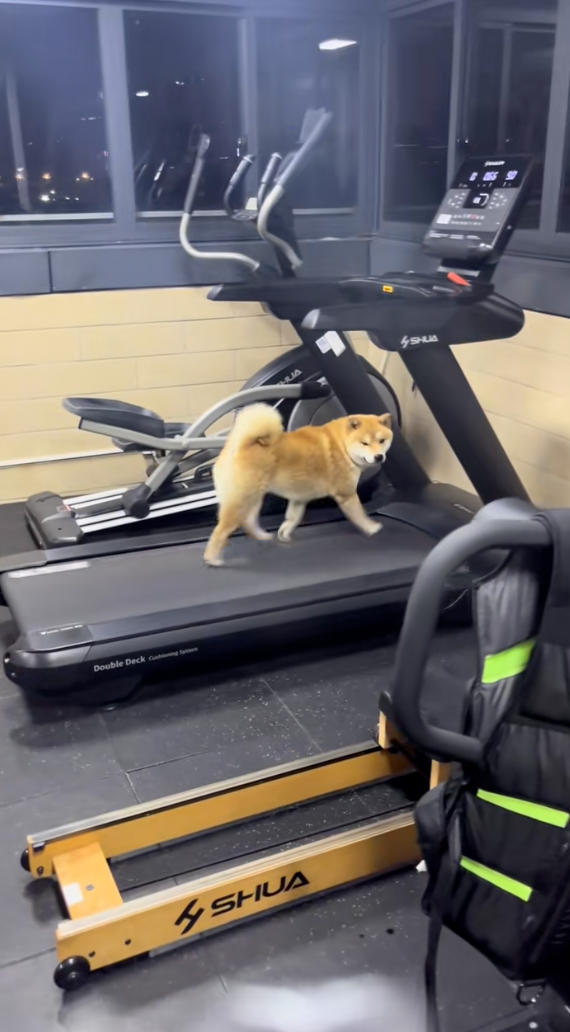 狗狗：怎麼了？你要用嗎？