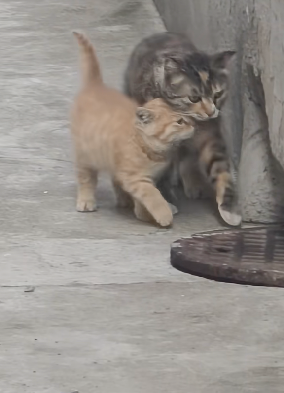 貓媽媽都要被擠扁啦～