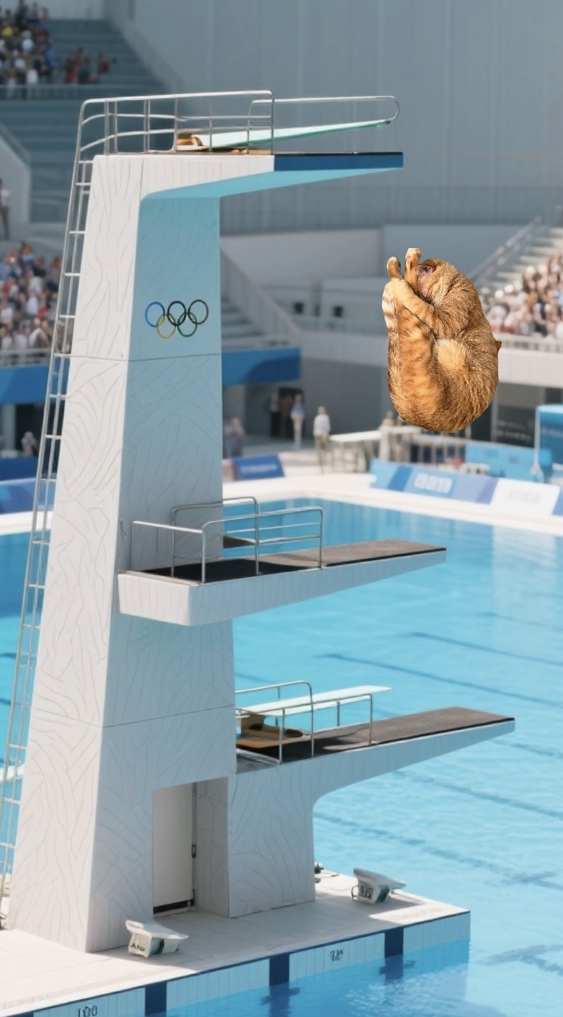 貓貓去跳水了XD