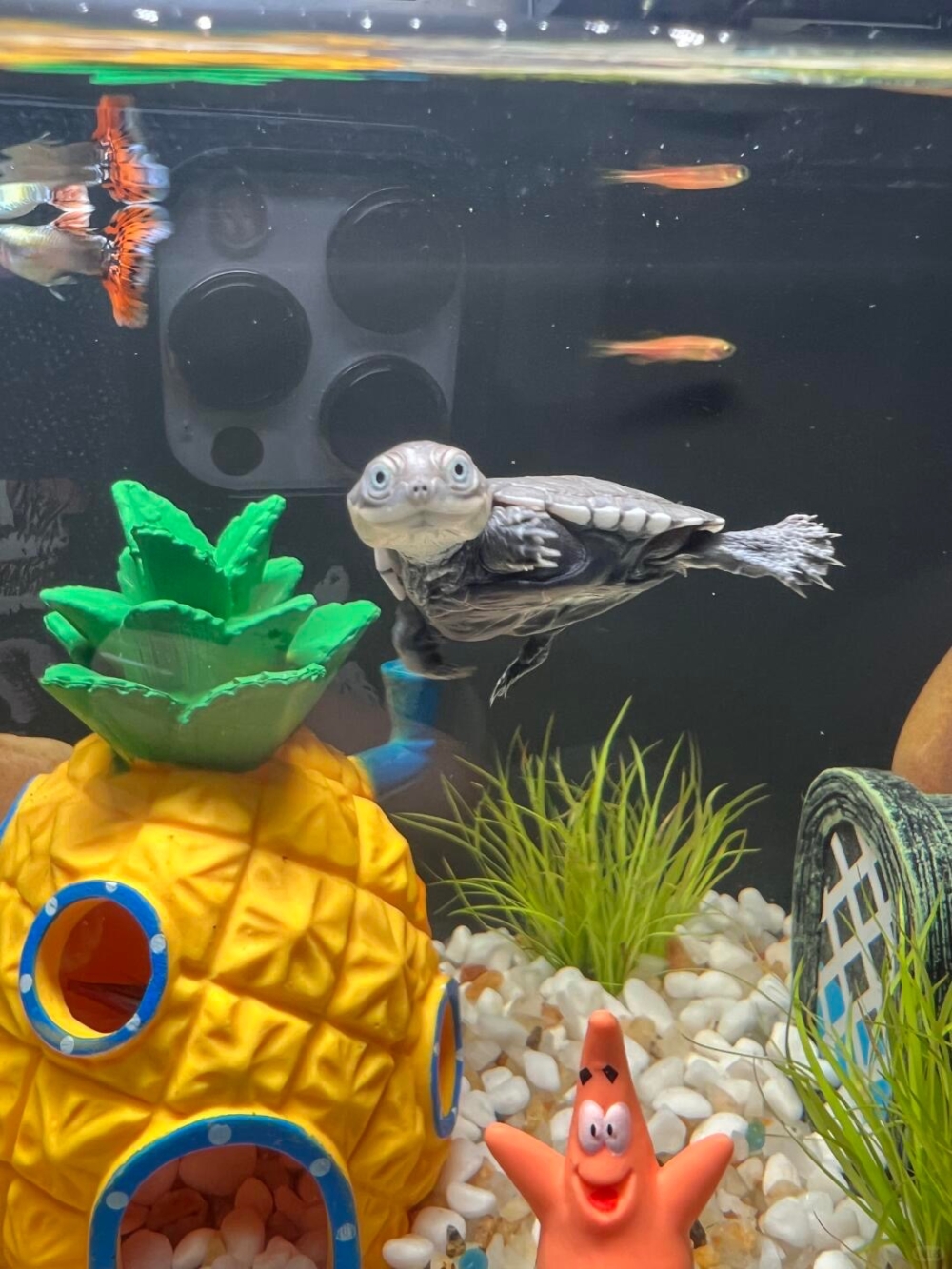 不怕生，還喜歡到處玩喔！