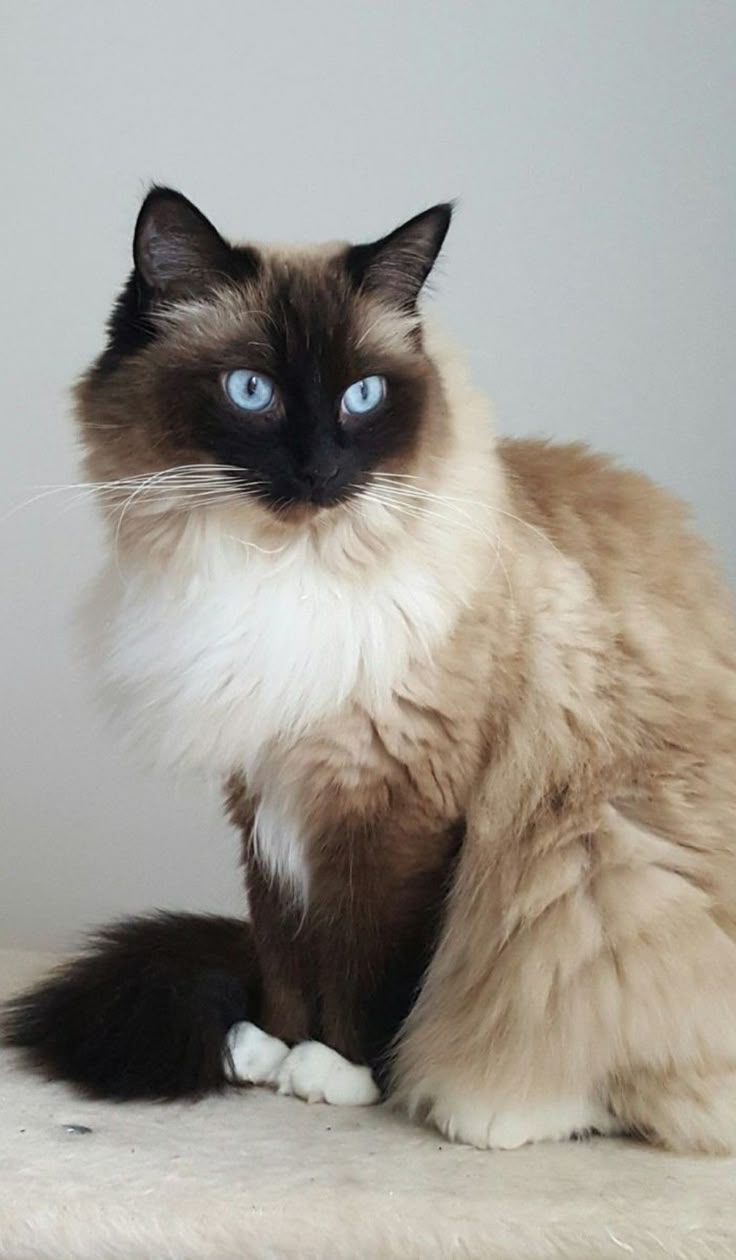 天秤座是喜馬拉雅貓。