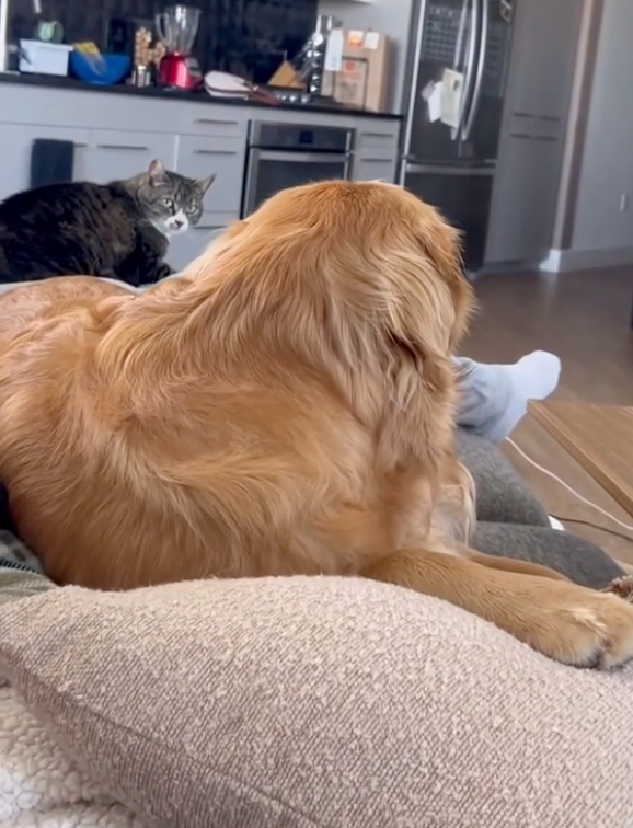 狗狗：牠怎麼在這啊！