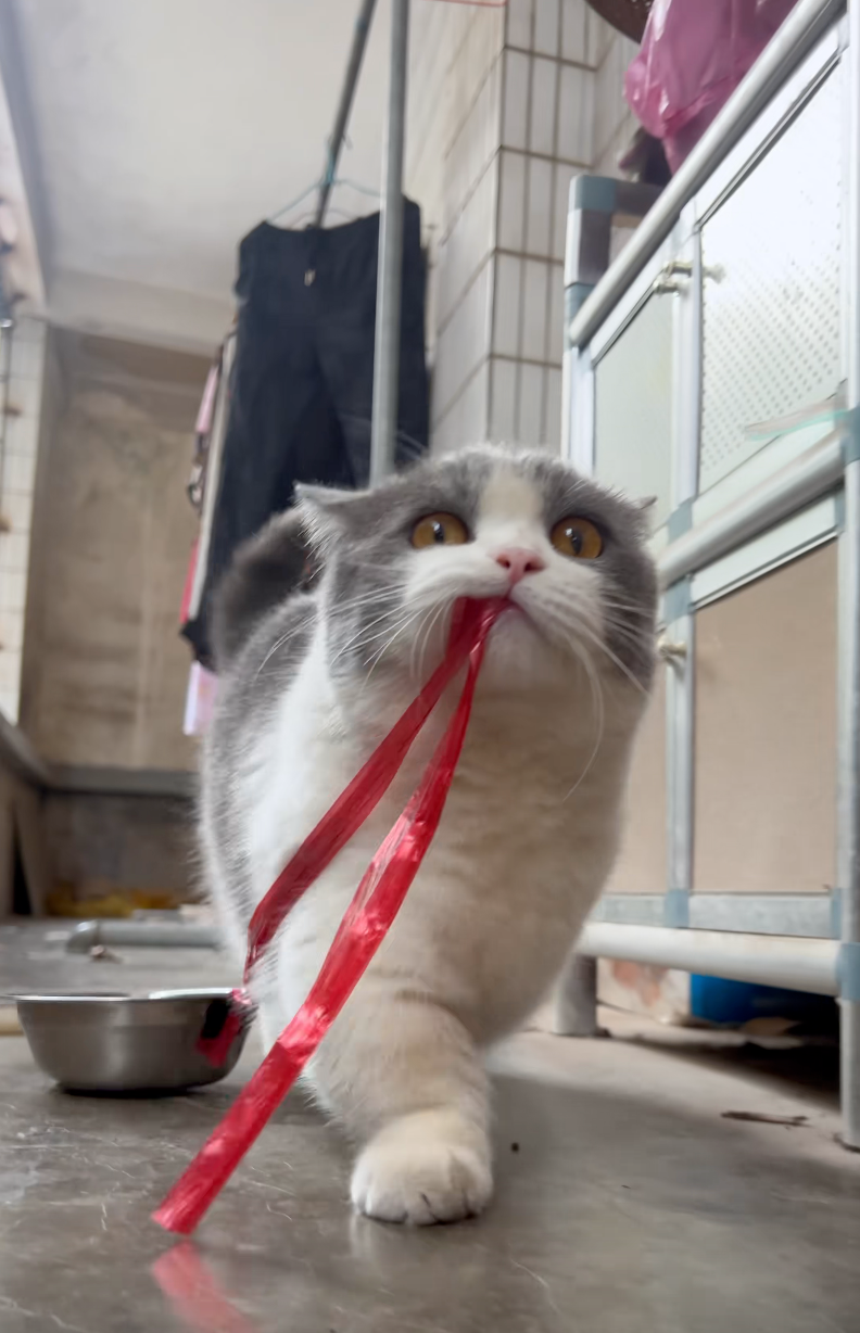 這是貓幫丐主喔！還不參拜！