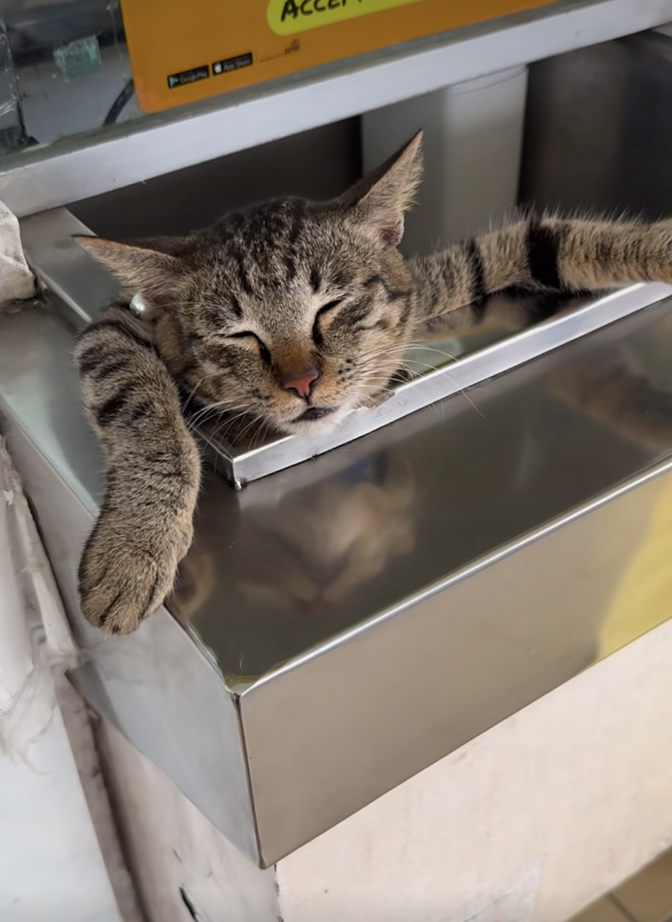 這位收銀員已經睡得不醒喵事。