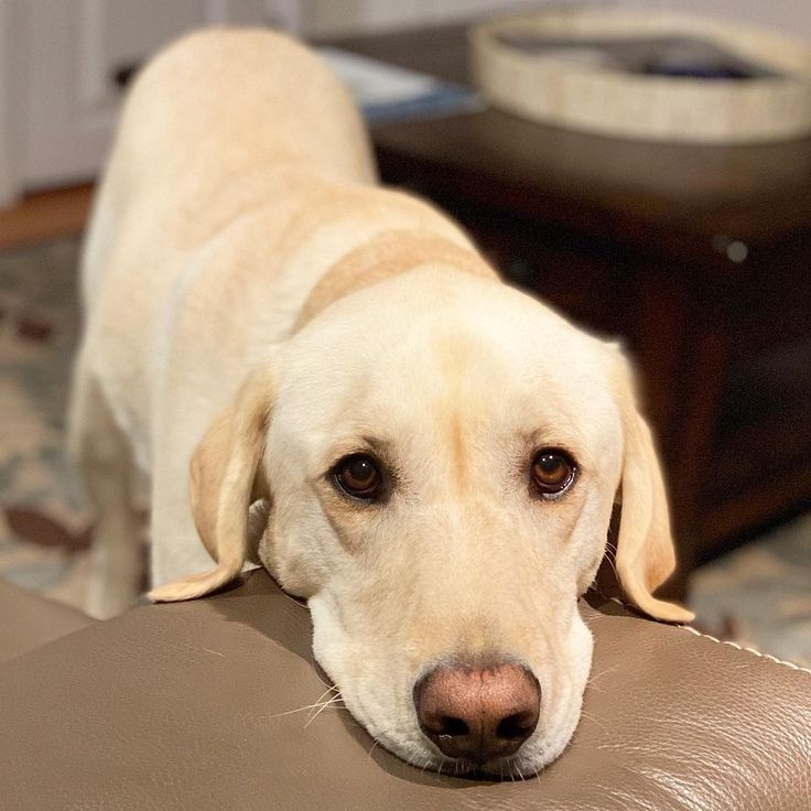 不完全是因為挑食喔，狗狗身體不舒服也會選擇不進食的！