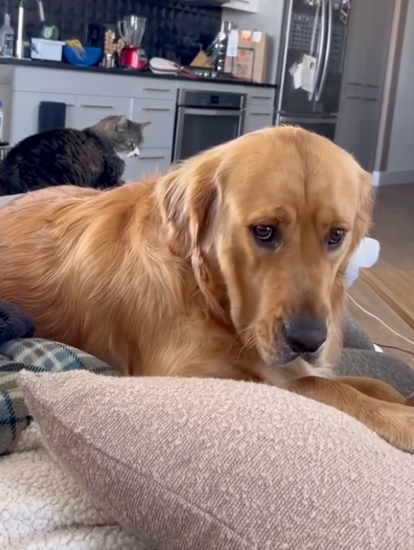 狗狗：一整個狗都不好了～