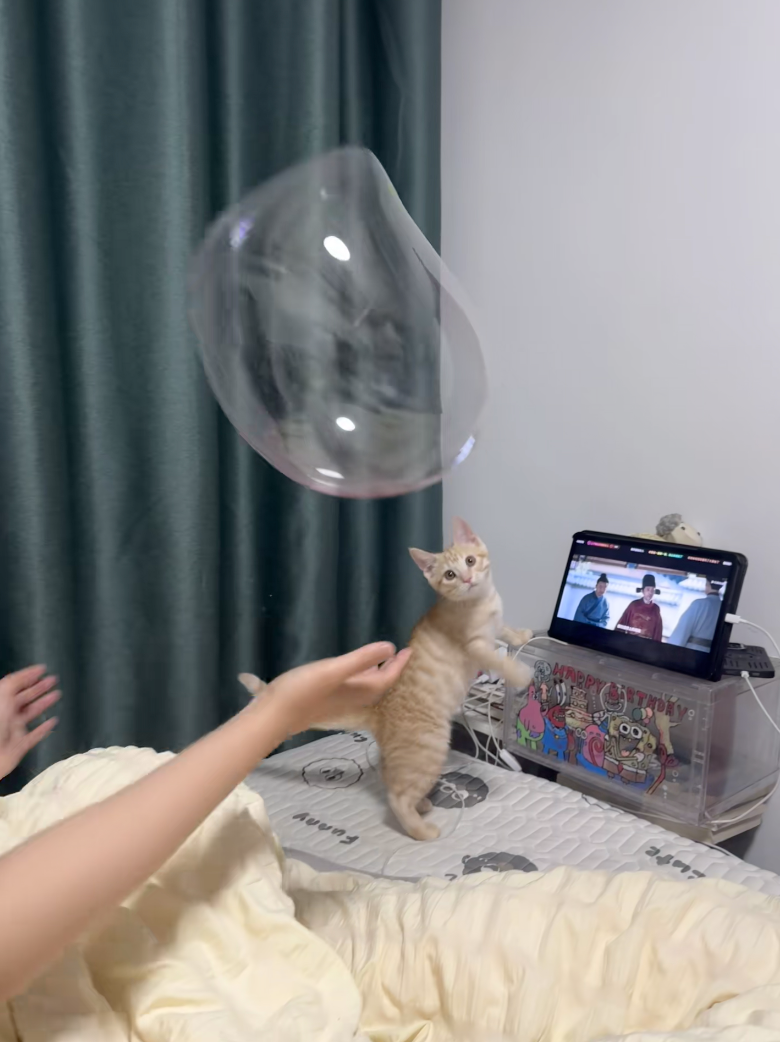 貓咪：欸？有球！