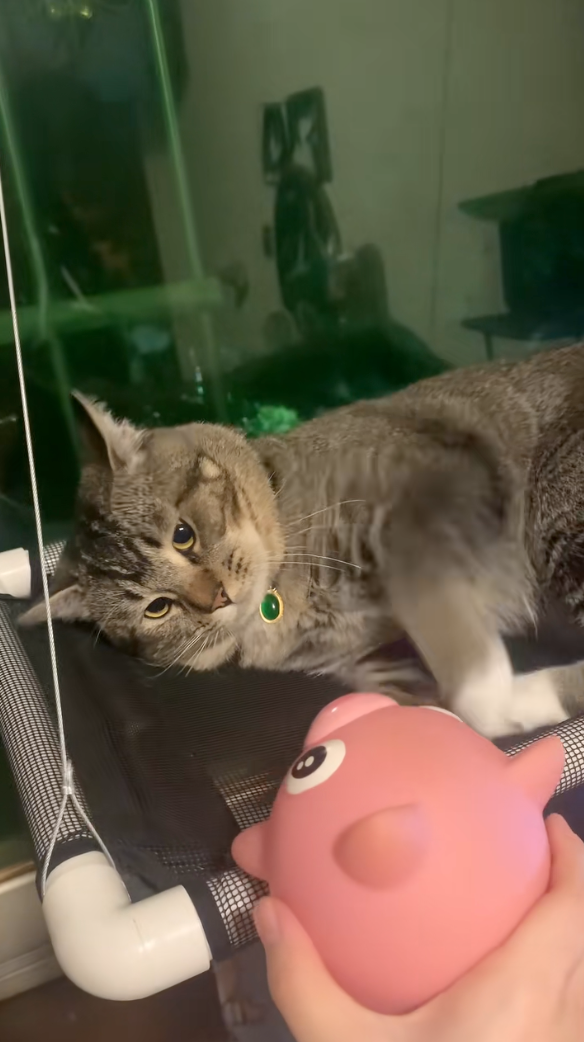 貓咪：朕只想好好睡覺......