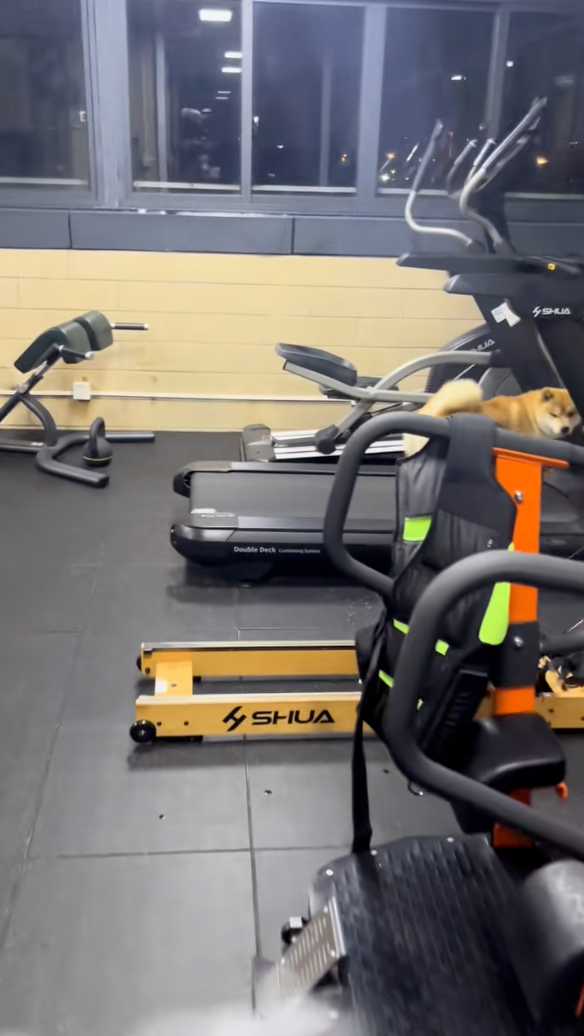 狗狗：這人怎麼一直看我啊！