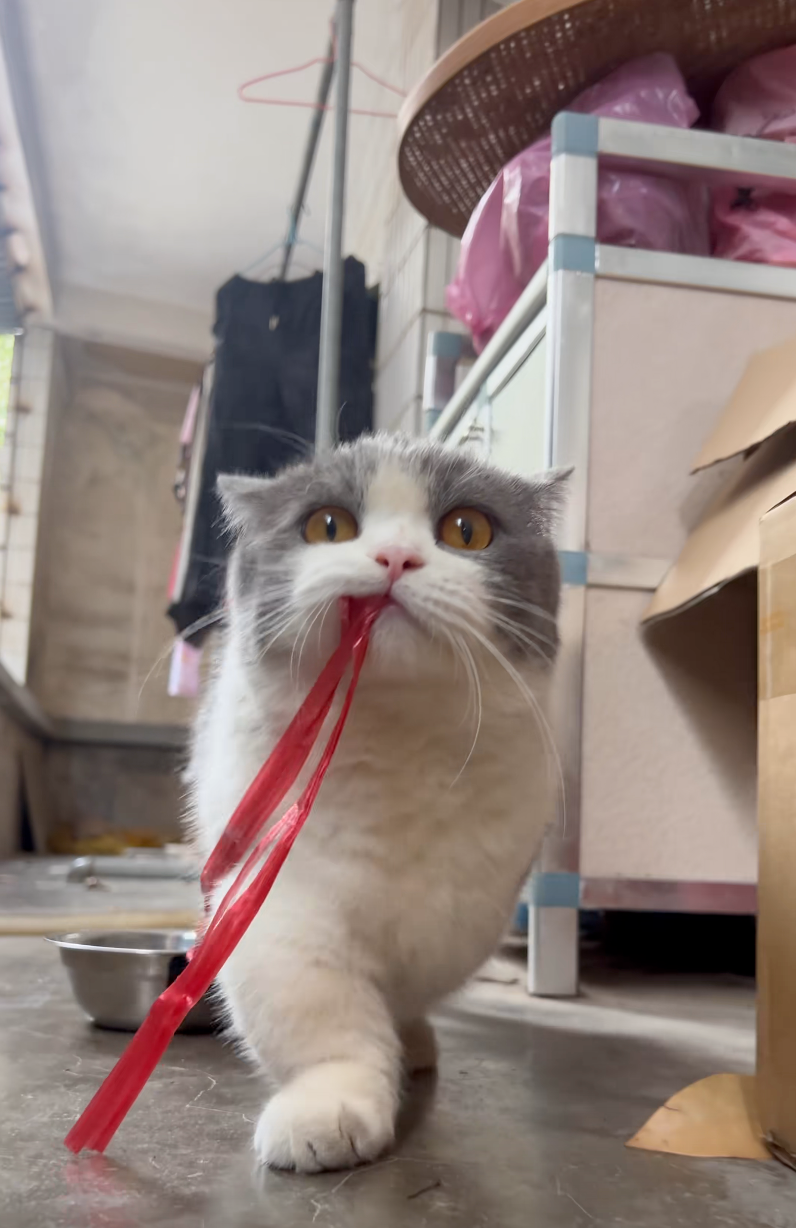 貓咪：大小姐駕到！通通閃開！