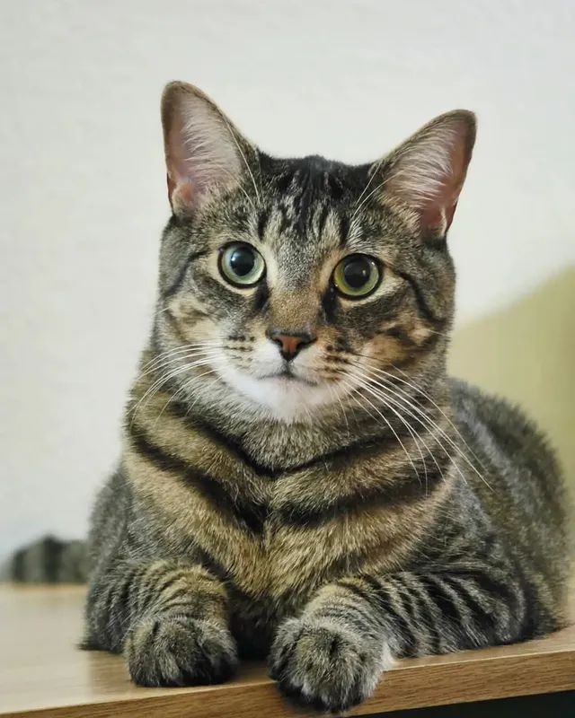 ISFP的貓咪個性溫和害羞，內心世界很細膩。