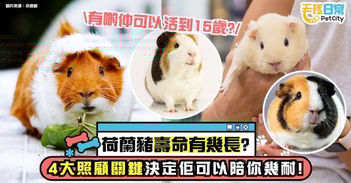 荷蘭豬壽命有多長?4個你不能忽視的照顧關鍵 決定牠能陪你幾年!