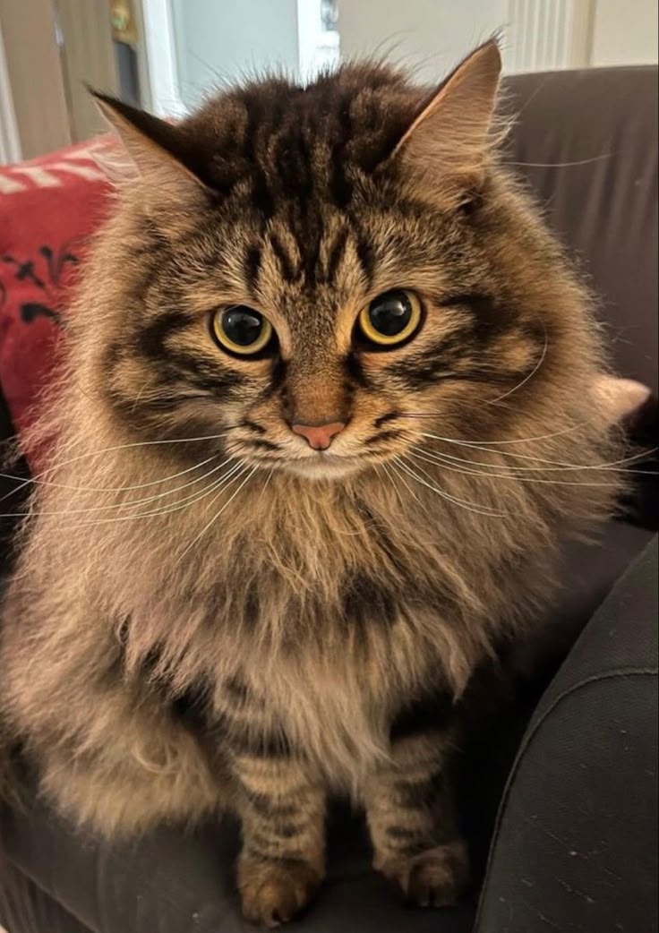 你測到完整的MBTI了嗎？