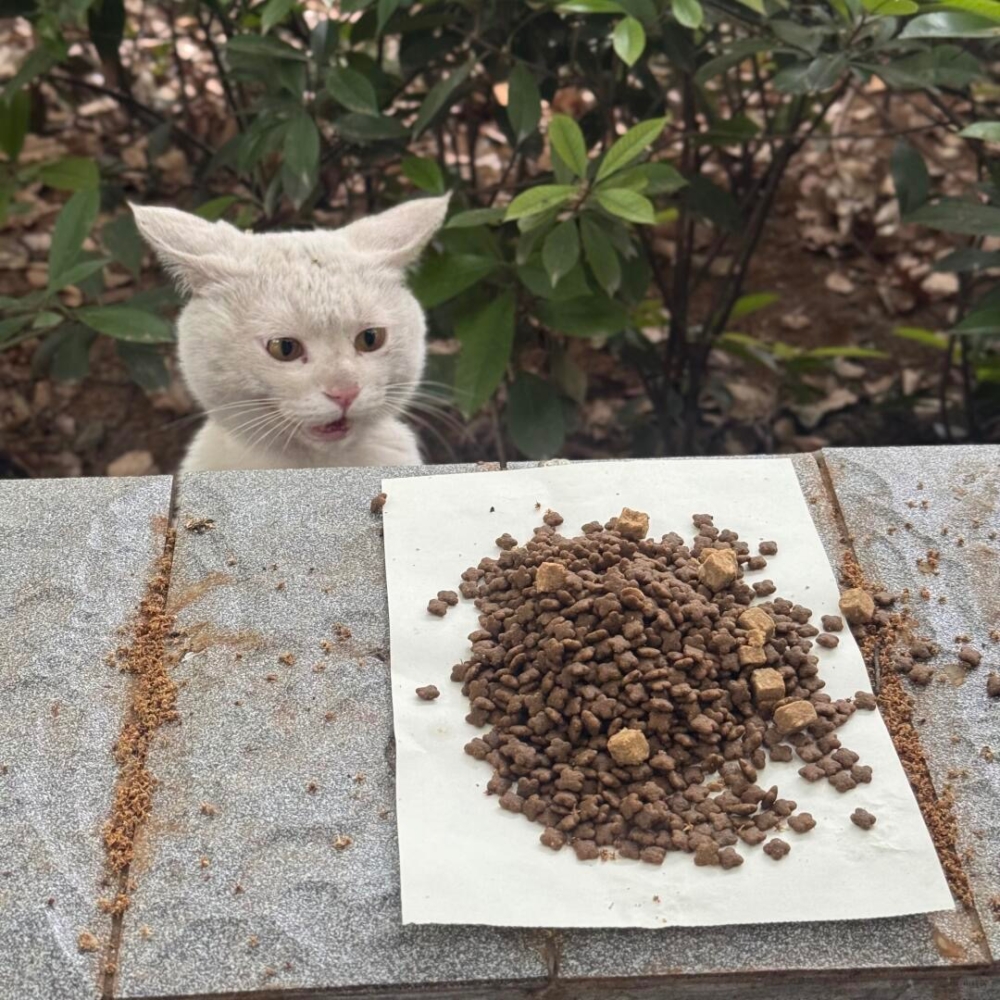 貓咪：今天這麼多喔！