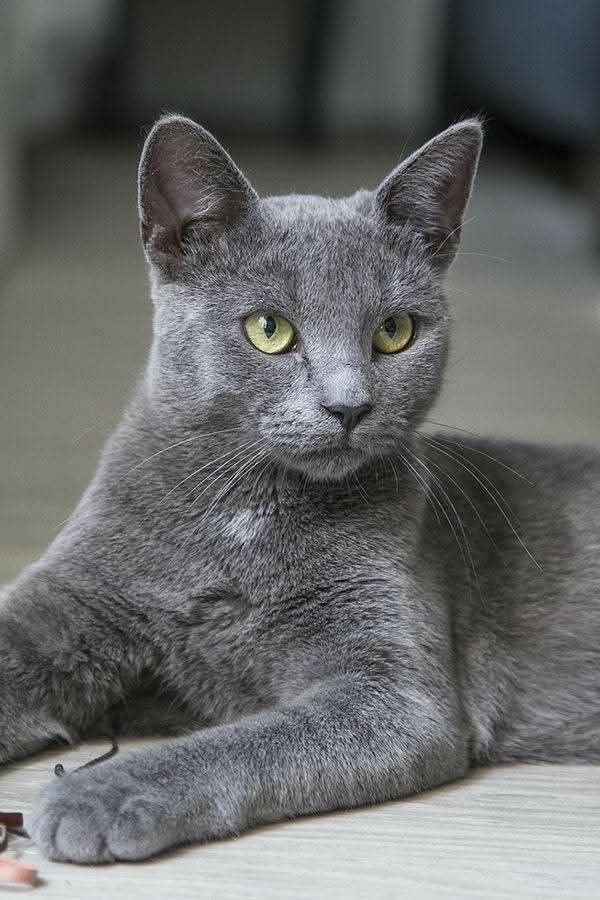 處女座是俄羅斯藍貓。