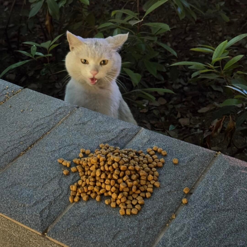 貓咪：哇今天又有貓糧啦！