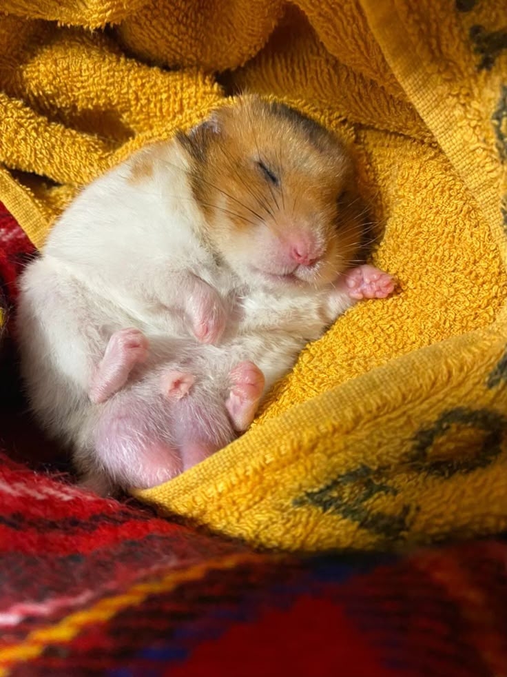 身體持續冰冷，出現屍僵（肌肉僵硬），一般就是鼠鼠已經離世了。