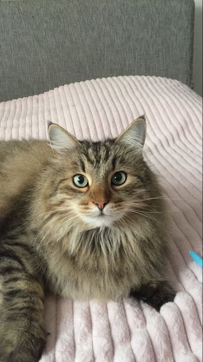 ISFJ貓咪通常文靜乖巧，對主人非常忠誠又貼心！