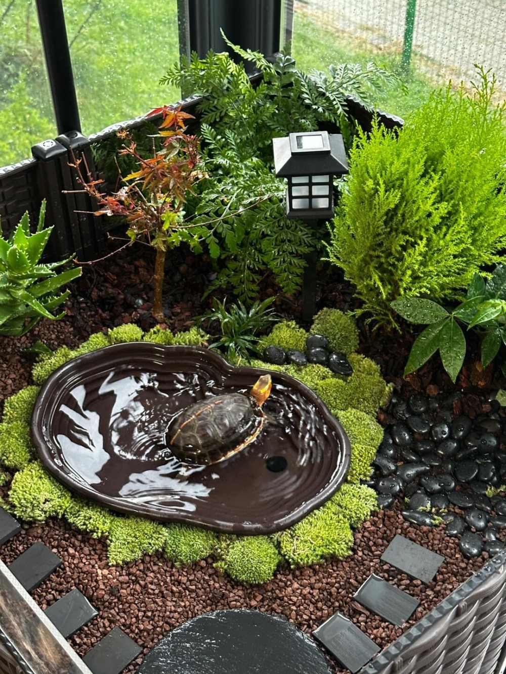 良好的居住環境龜龜才會更健康快樂喔！