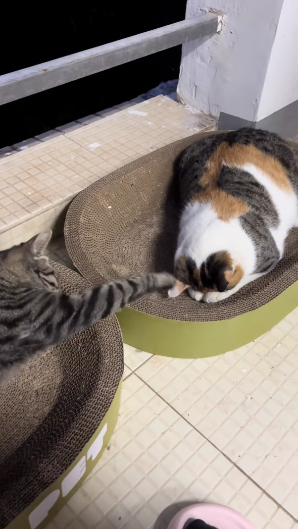 虎斑；咪咪，你睡了沒有？