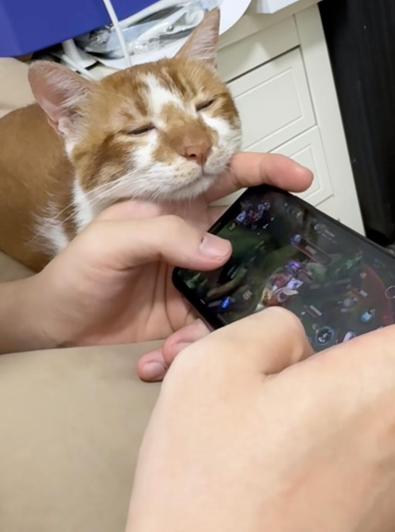 貓咪瞇著眼趴在主人的手上。