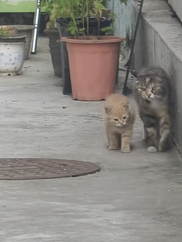 小貓咪一直貼著貓媽媽走～