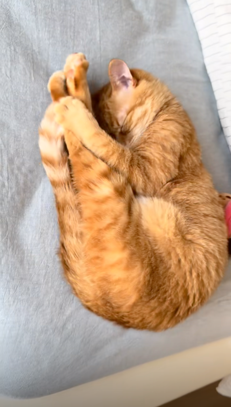 貓咪：朕只是隨便一做罷了，大驚小怪的人類。