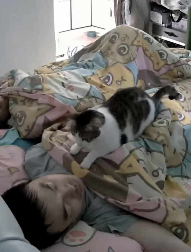 貓咪：這個奴才怎麼還在睡？