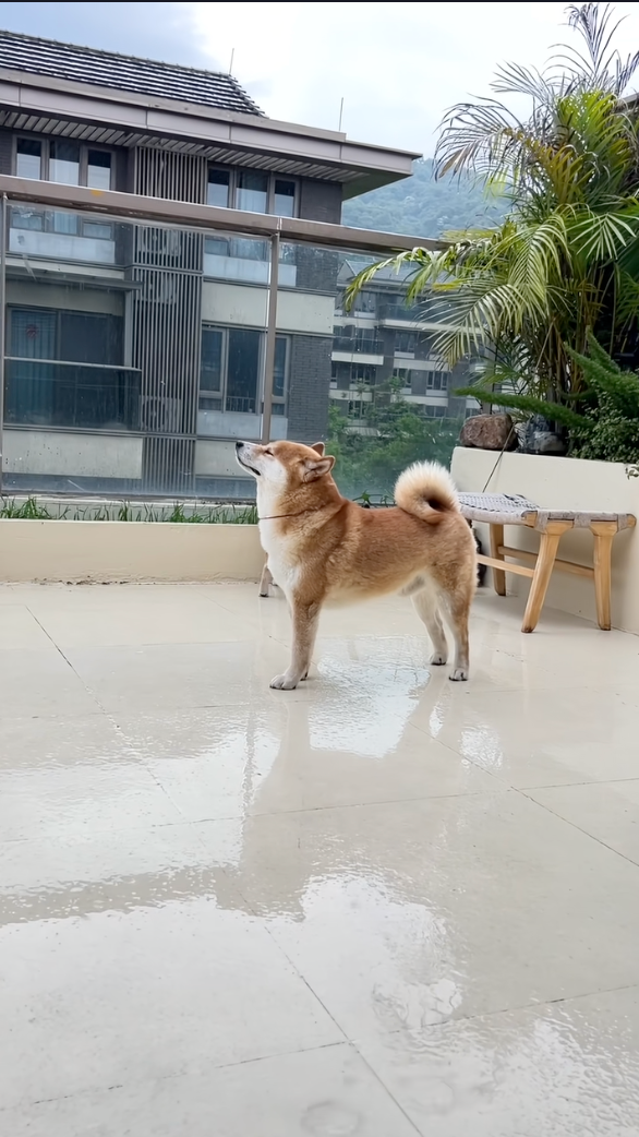 狗狗：讓我自己靜一靜吧～