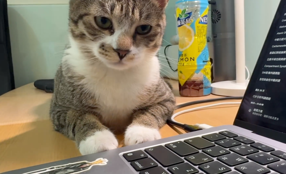 貓咪：幹嘛？你有意見？