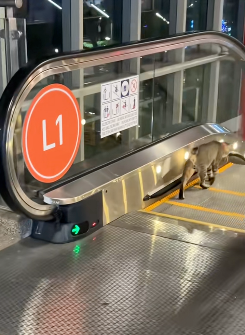 貓咪動作超順暢，就這樣直接走過去了。