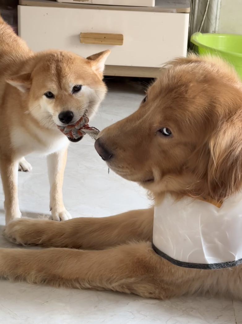 金毛：旁邊鏟屎的，不會來幫忙啊！