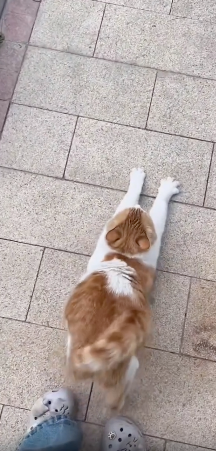 貓咪：看我這大翹臀，如何？