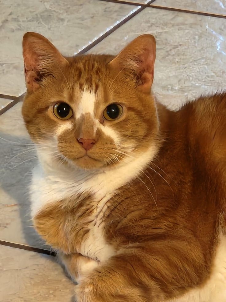 貓咪的鬍鬚是高度敏感的感應器官。