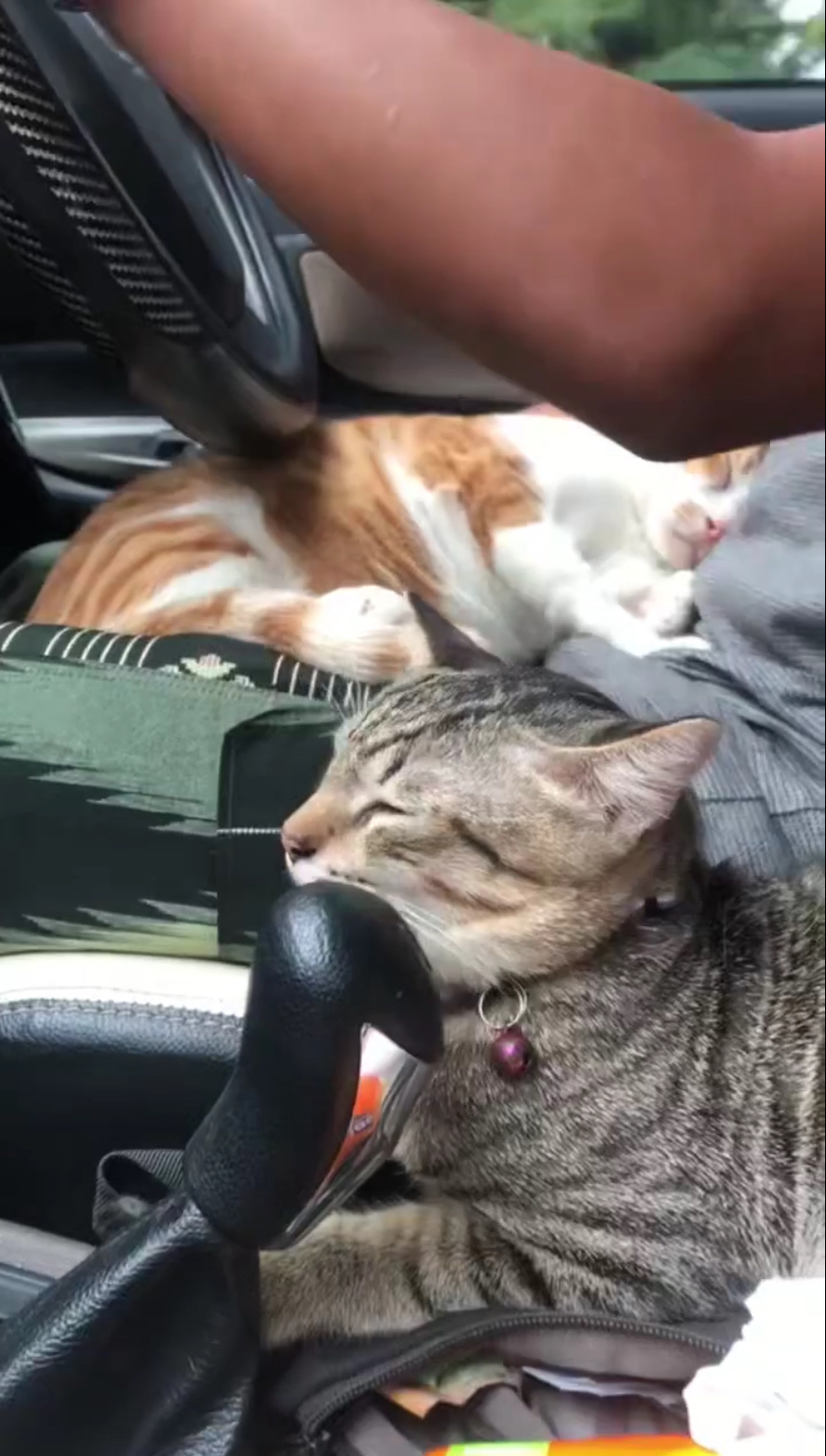 這「副駕」鬆弛感滿滿!