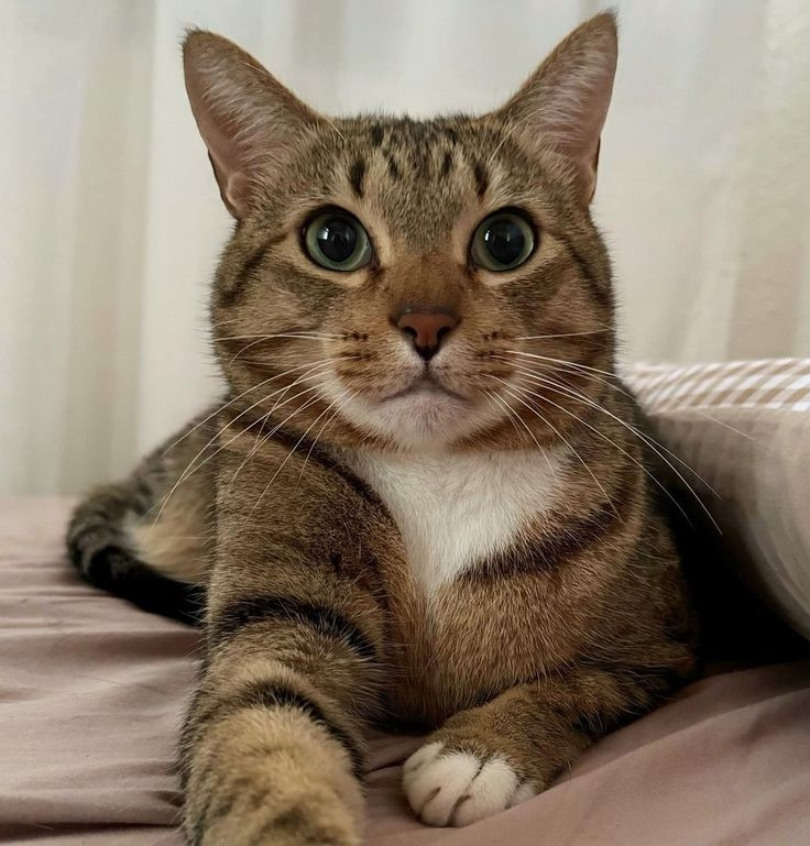 ISTJ的貓咪有強烈的規律感和責任心！