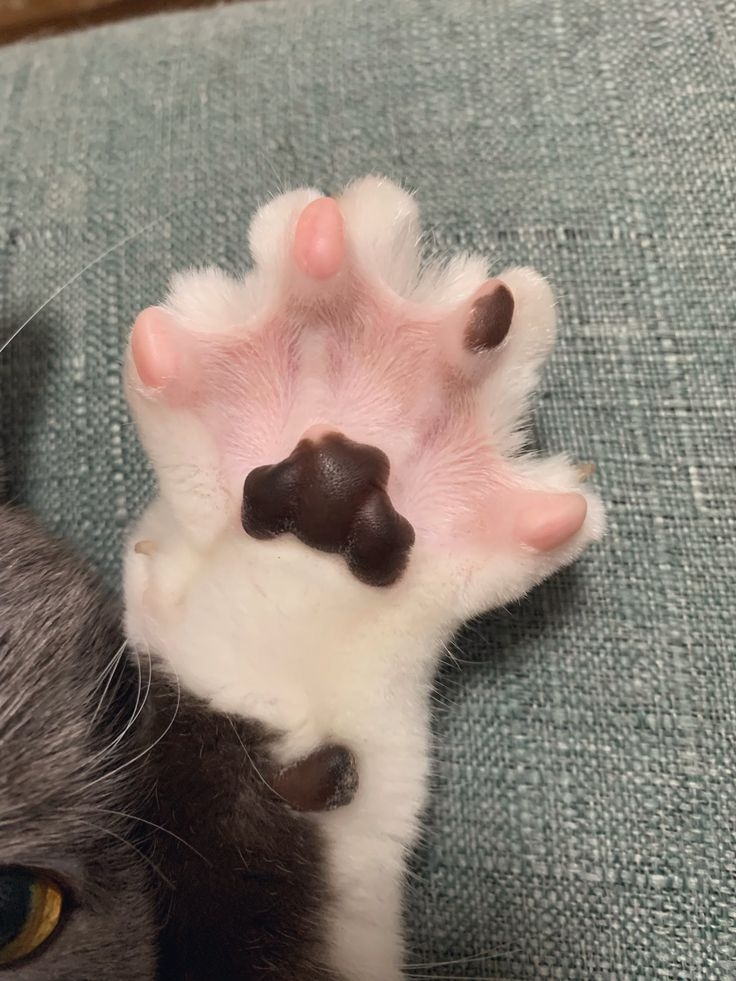 品種與毛色基因決定了貓咪肉球顏色的多樣性。