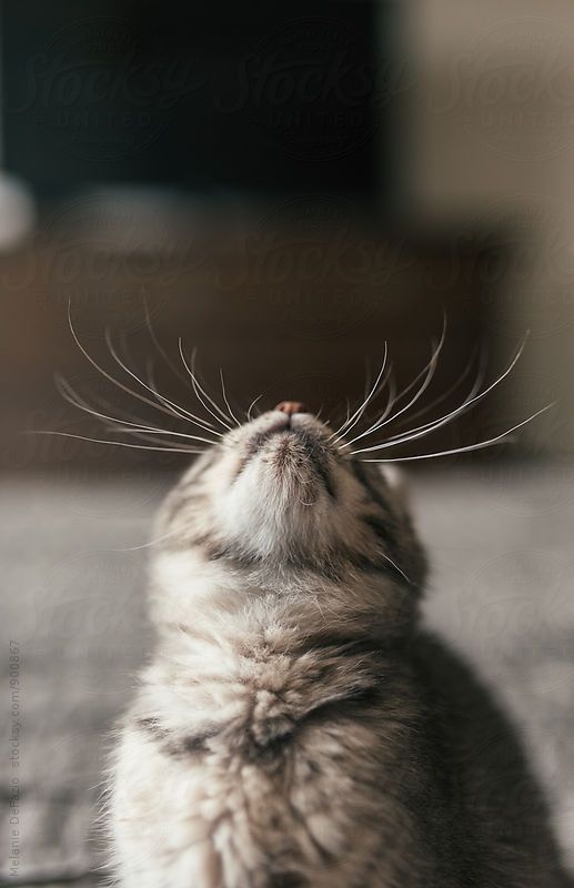 你有注意過貓主子的鬍鬚嗎？