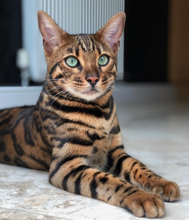 雙子座是孟加拉貓（豹貓）。 