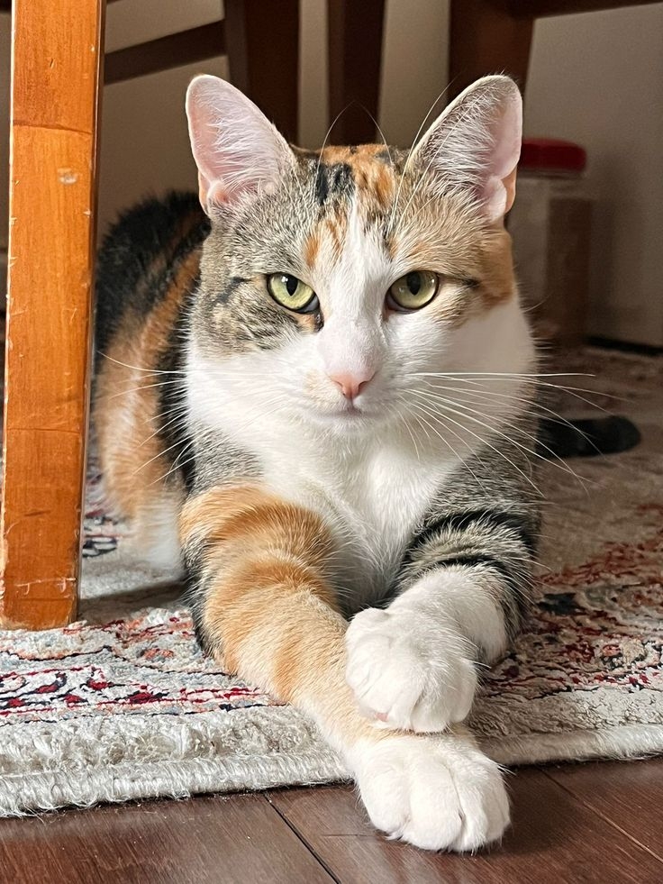 ENFJ類型的貓咪有著小領袖的風範和滿滿的親和力。