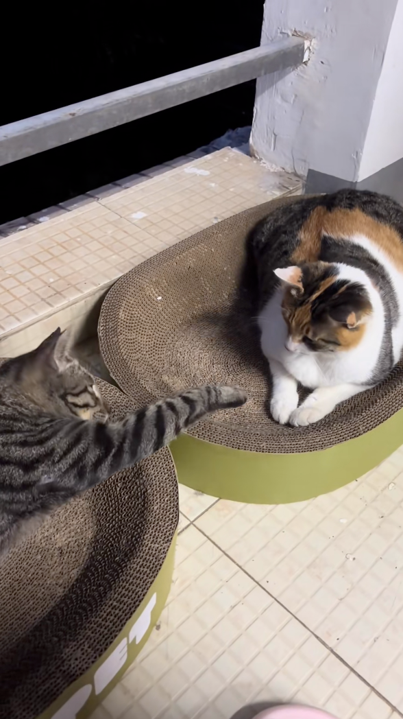 三花：你有事？