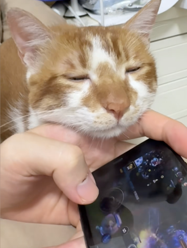 貓咪：不行啦～還是好睏～