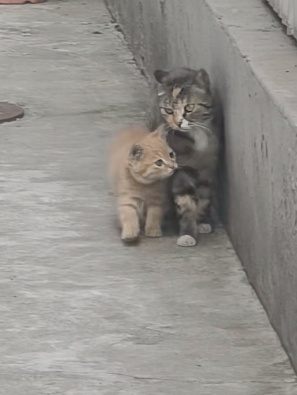 小貓咪：媽媽，我跟你講，我今天......